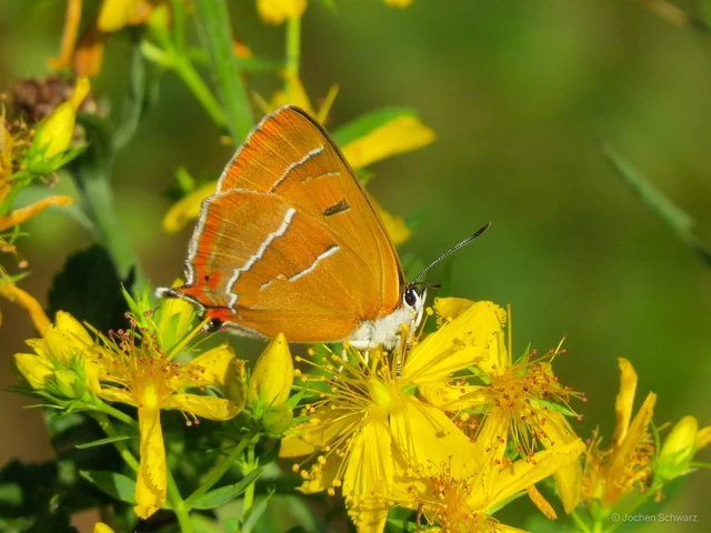 Thecla betulae - nyírfalepke