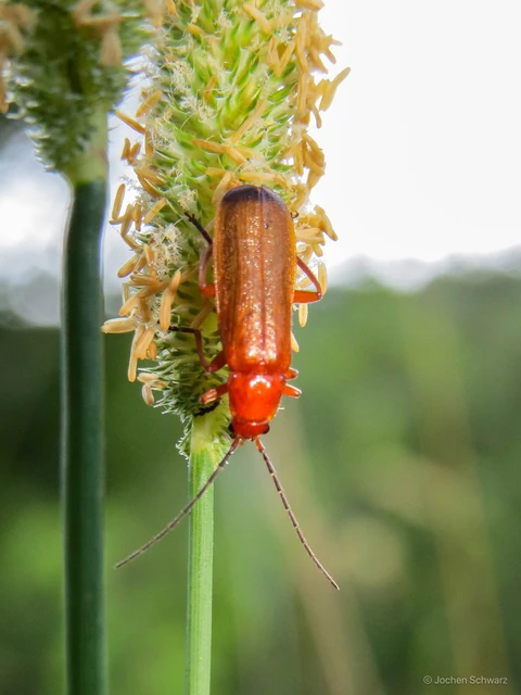 Rhagonycha fulva - feketevégű lágybogár