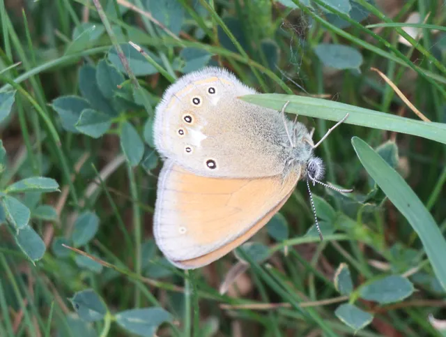 Coenonympha glycerion - közönséges szénalepke