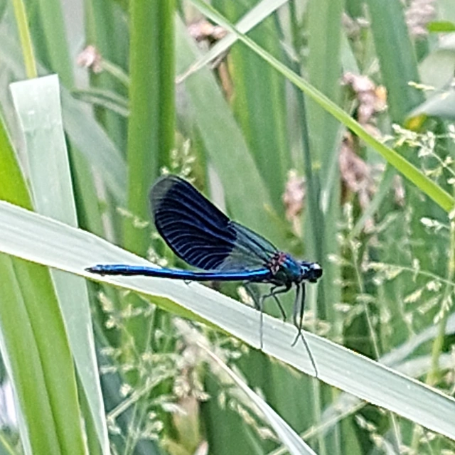 Calopteryx splendens - sávos szitakötő