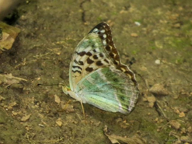 Argynnis paphia - nagy gyöngyházlepke