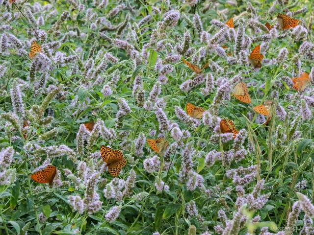 Argynnis paphia - nagy gyöngyházlepke