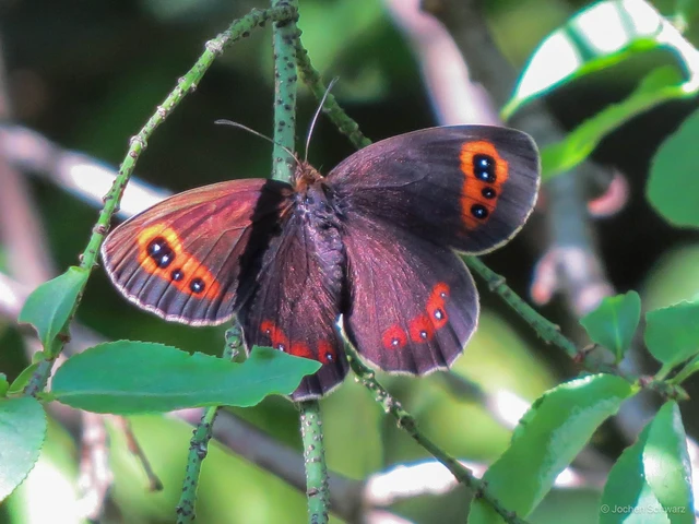 Erebia aethiops - közönséges szerecsenlepke