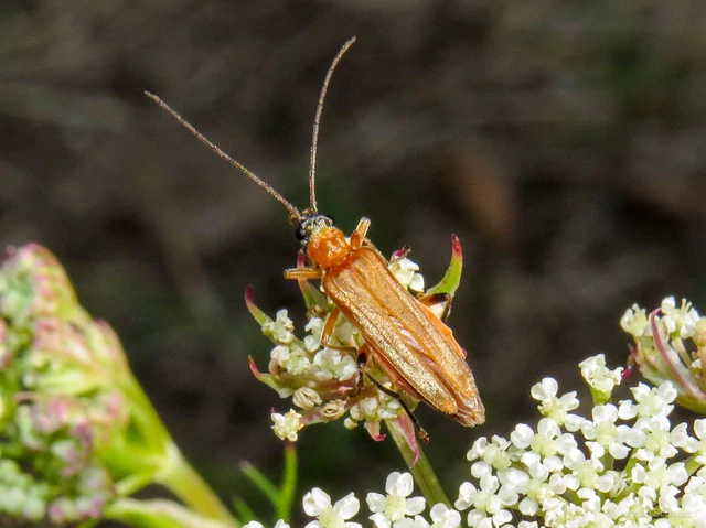 Oedemera podagrariae - székfű-álcincér
