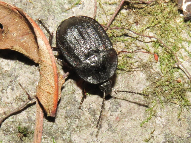 Phosphuga atrata - bordás csigarabló
