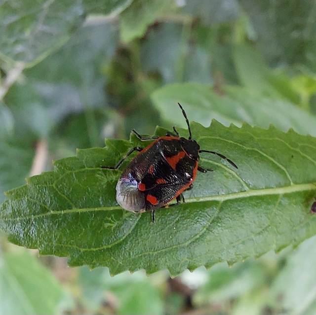Eurydema oleracea - paréjpoloska Eurydema oleracea - paréjpoloska