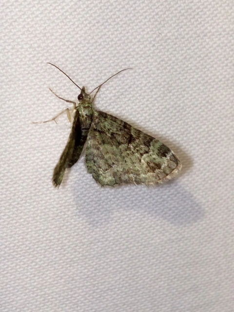 Pasiphila rectangulata - almavirág-araszoló