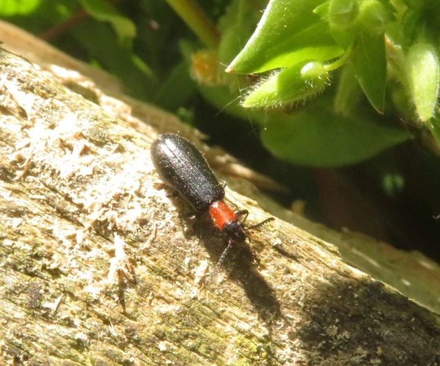 Tillus elongatus - fekete szúfarkas