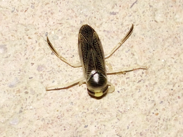 Corixidae - búvárpoloskák Corixidae - búvárpoloskák