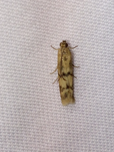 Homoeosoma sinuella - agyagsárga karcsúmoly