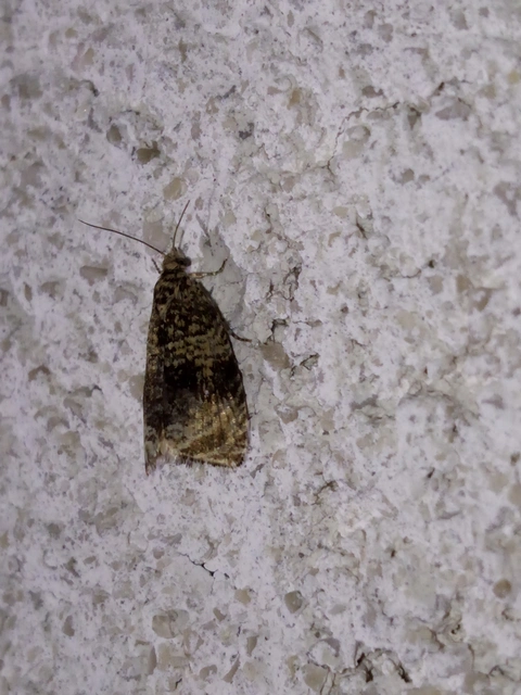 Celypha lacunana - vízparti tükrösmoly