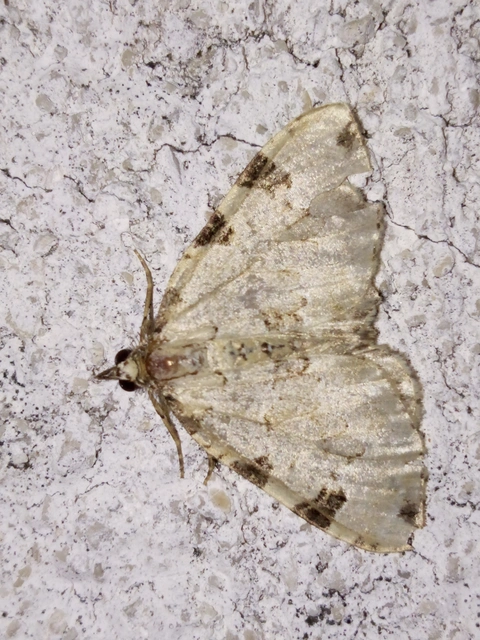 Colostygia pectinataria - zöld levélaraszoló