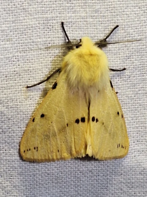 Spilarctia lutea - sárgás medvelepke