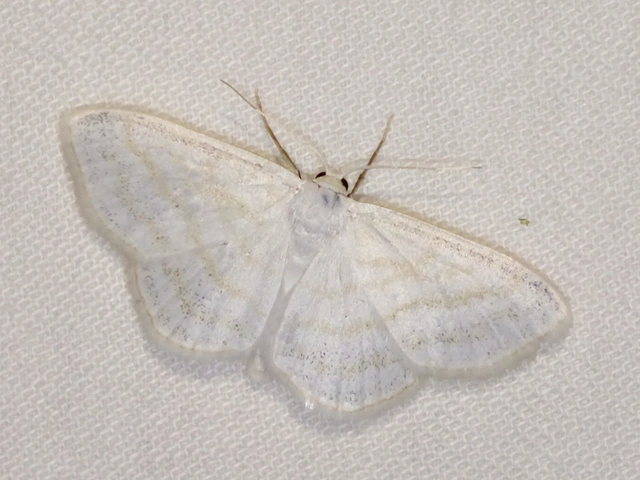 Scopula caricaria - mocsári fehéraraszoló