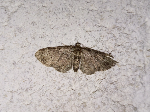Pasiphila chloerata - hamvas törpearaszoló