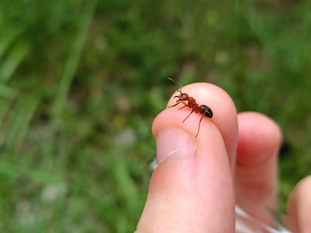 Formica truncorum - pirosfejű vöröshangya