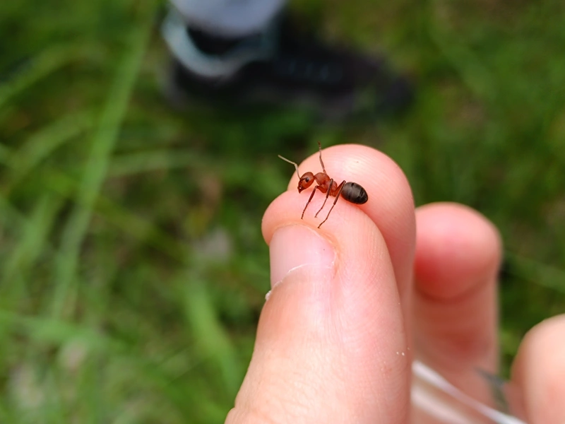 Formica truncorum - pirosfejű vöröshangya