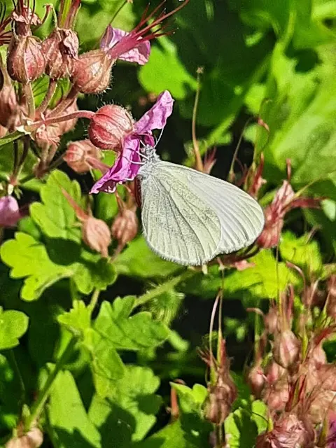Leptidea sinapis - mustárlepke