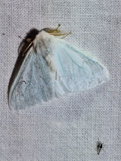 Arctornis l-nigrum - L-betűs gyapjaslepke