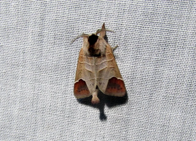 Clostera curtula - rövidszárnyú levélszövő Clostera curtula - rövidszárnyú levélszövő
