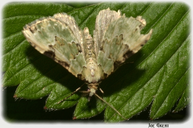Colostygia pectinataria - zöld levélaraszoló