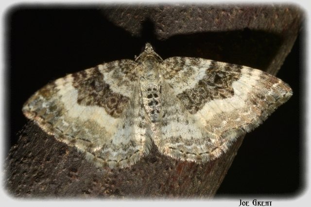 Epirrhoe alternata - galaj-tarkaaraszoló