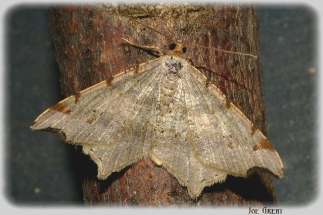 Macaria alternata - közönséges szürkearaszoló