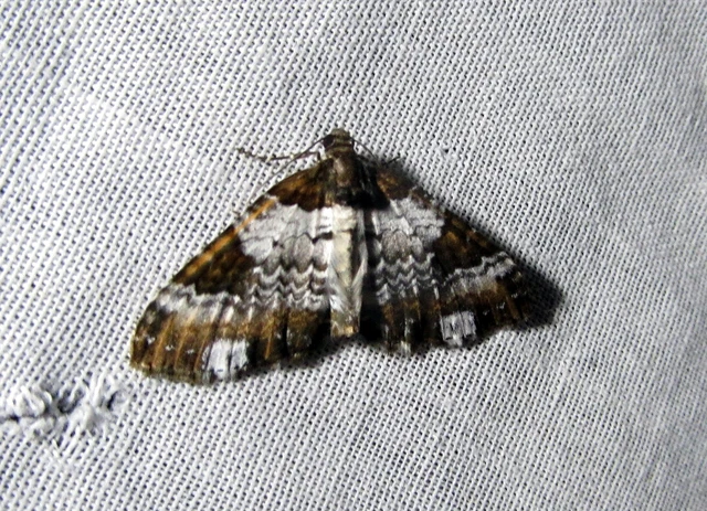 Melanthia procellata - hullámos tarkaaraszoló