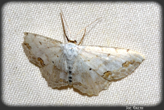Scopula ornata - díszes fehéraraszoló
