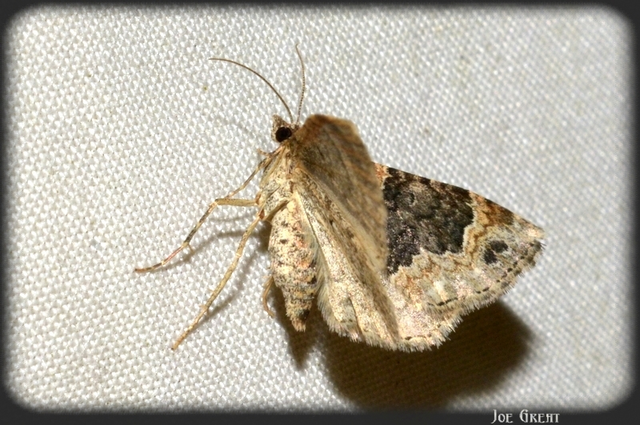 Xanthorhoe ferrugata - kerti tarkaaraszoló