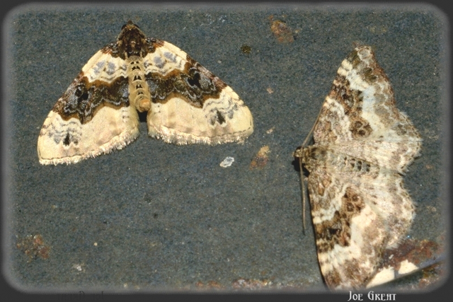 Cosmorhoe ocellata - szemes galajaraszoló