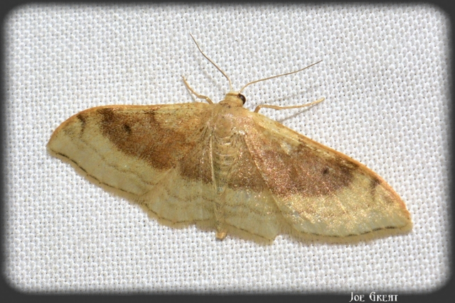 Idaea degeneraria - barnasávos araszoló