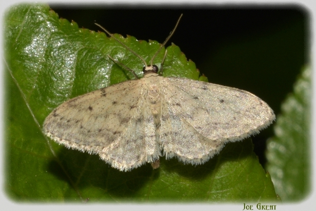 Idaea seriata - szürke apróaraszoló