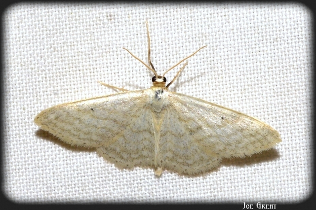 Idaea subsericeata - ötvonalas apróaraszoló
