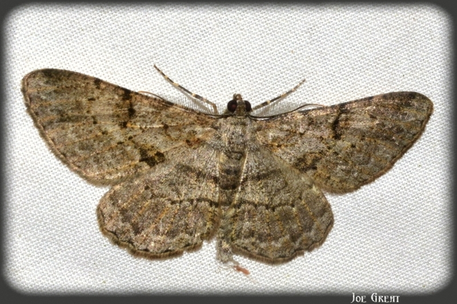 Peribatodes rhomboidaria - ékköves faaraszoló