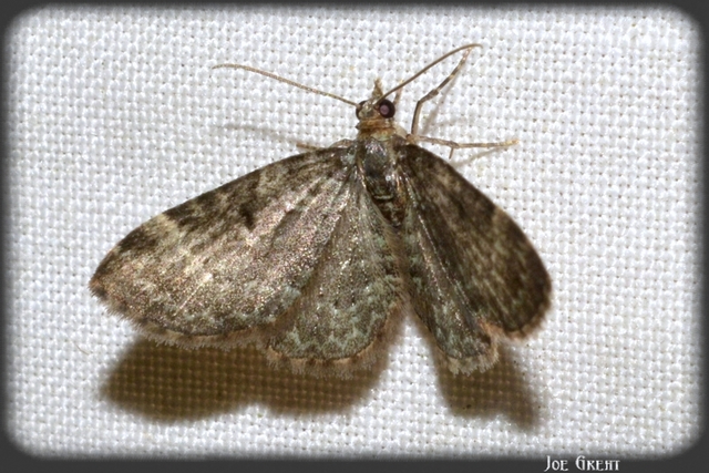 Pasiphila chloerata - hamvas törpearaszoló