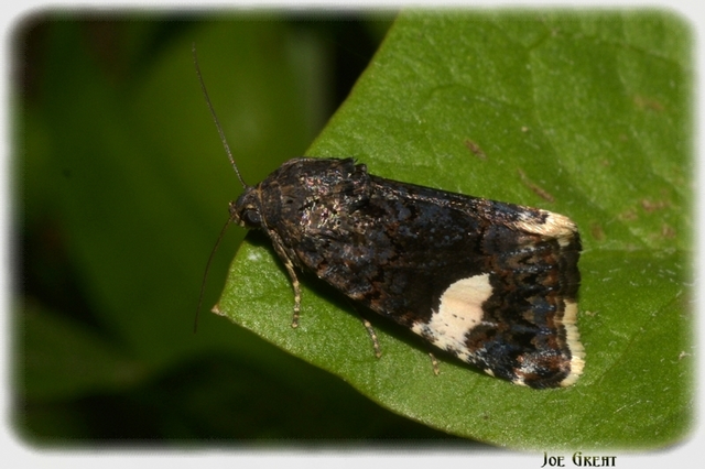 Tyta luctuosa - fekete nappalibagoly