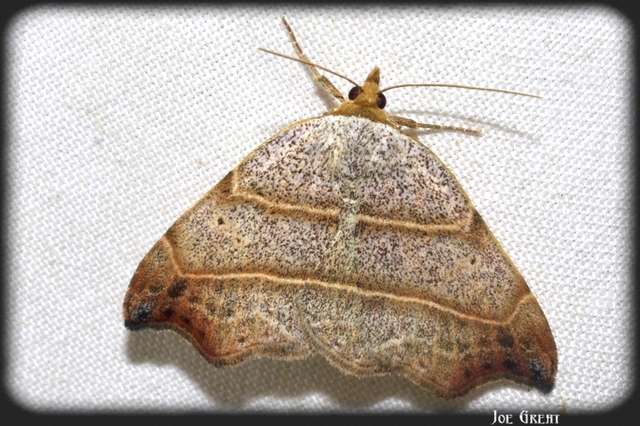 Laspeyria flexula - zuzmóbagoly