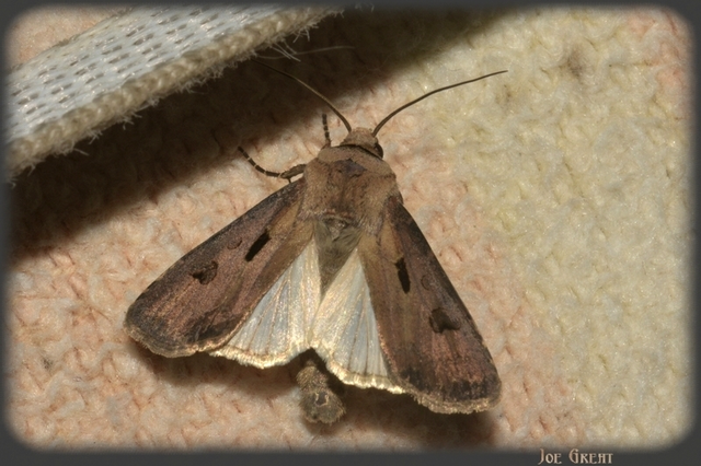 Agrotis exclamationis - felkiáltójeles földibagoly