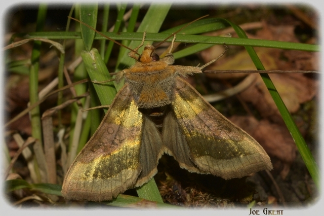 Diachrysia chrysitis - aranybagoly