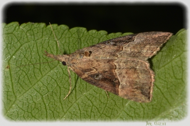Hypena rostralis - közönséges karcsúbagoly