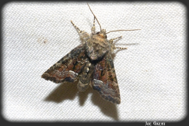 Oligia strigilis/latruncula/versicolor