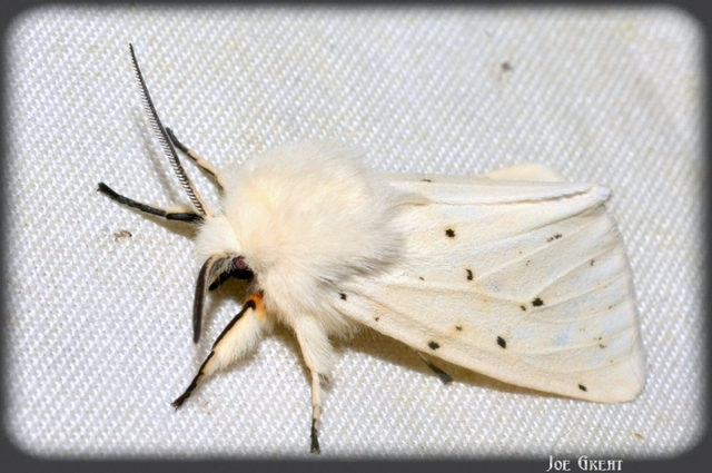 Spilosoma lubricipedum - tejszínű medvelepke