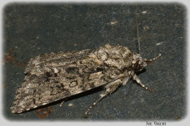 Acronicta rumicis - sóska-szigonyosbagoly
