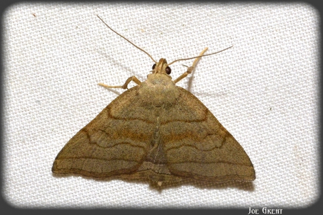 Herminia tarsicrinalis - szőröslábú karcsúbagoly