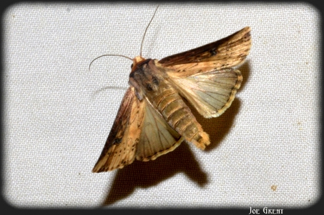 Axylia putris - vonalkás földibagoly