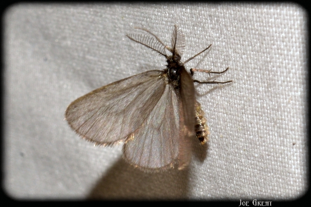 Psychidae - csőzsákos-molyfélék