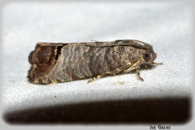 Cydia pomonella - almamoly