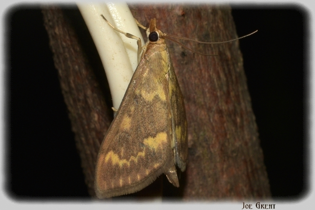 Ostrinia nubilalis - kukoricamoly