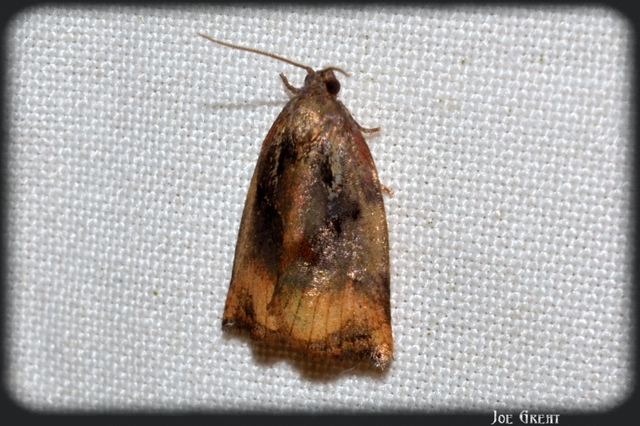 Archips podana - dudvarágó sodrómoly